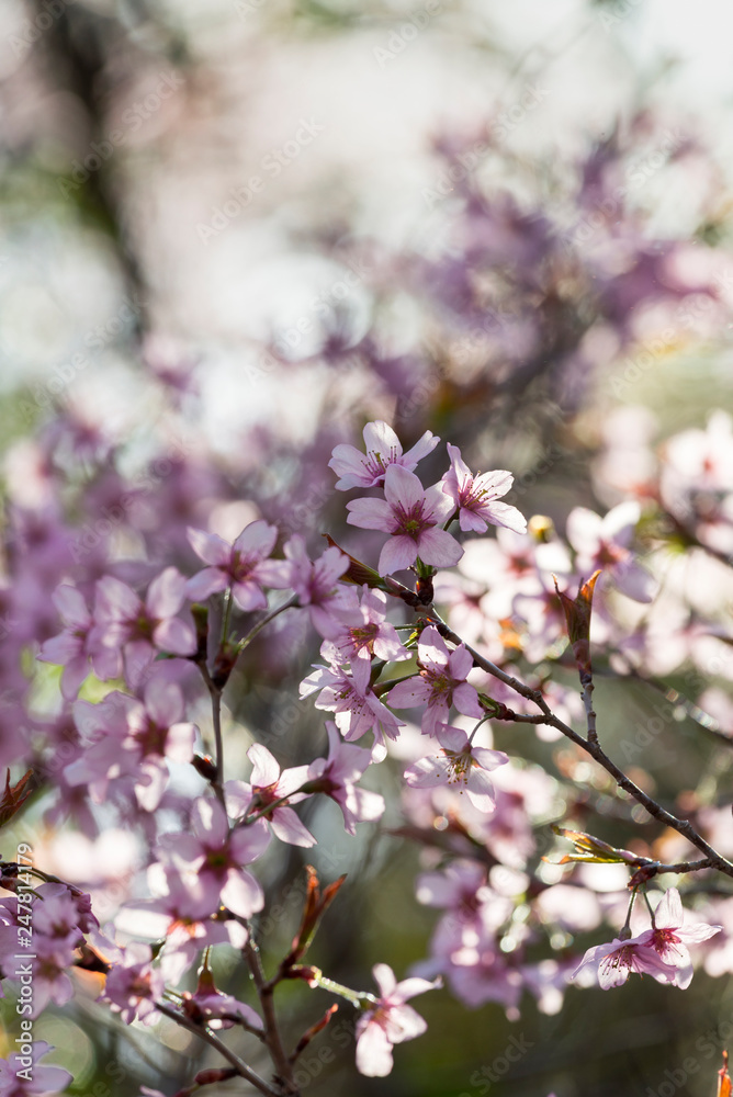 Japanese cherry Blossom (Sakura tree) spring season or hanabi season in japan, outdoor pastel color background Japanese cherry Blossom (Sakura tree) spring season or hanabi season in japan, outdoor pastel color background