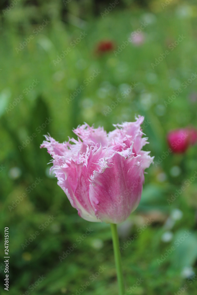 Pink tulip with jagged edge