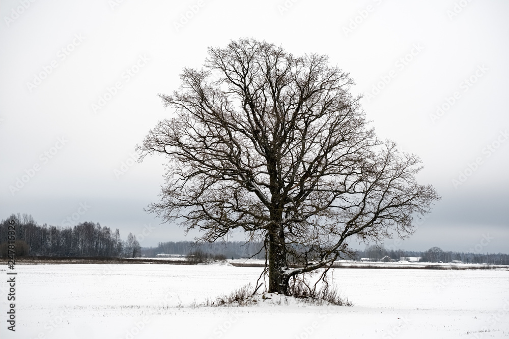 Fototapeta premium snow covered trees in winter forest.