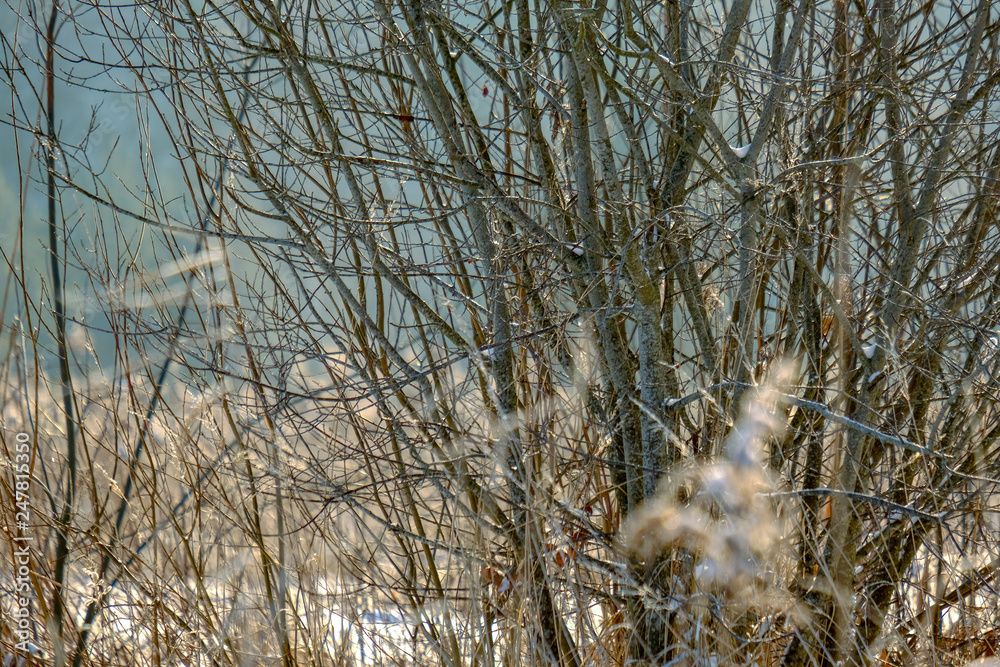 Fototapeta premium frosty grass bents in winter snowy day