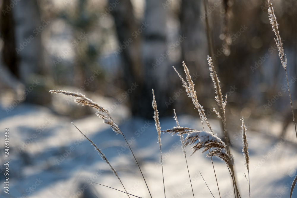 Obraz premium frosty grass bents in winter snowy day