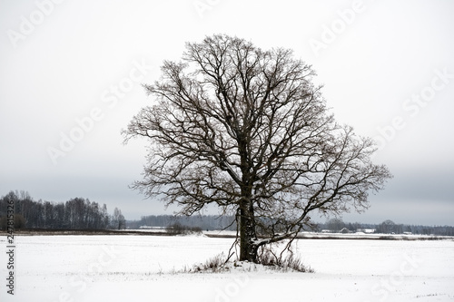 snow covered trees in winter forest.