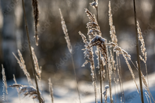 frosty grass bents in winter snowy day