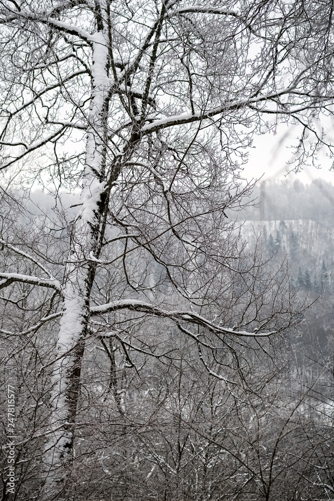 snow covered trees in winter forest. snow covered trees in winter forest.