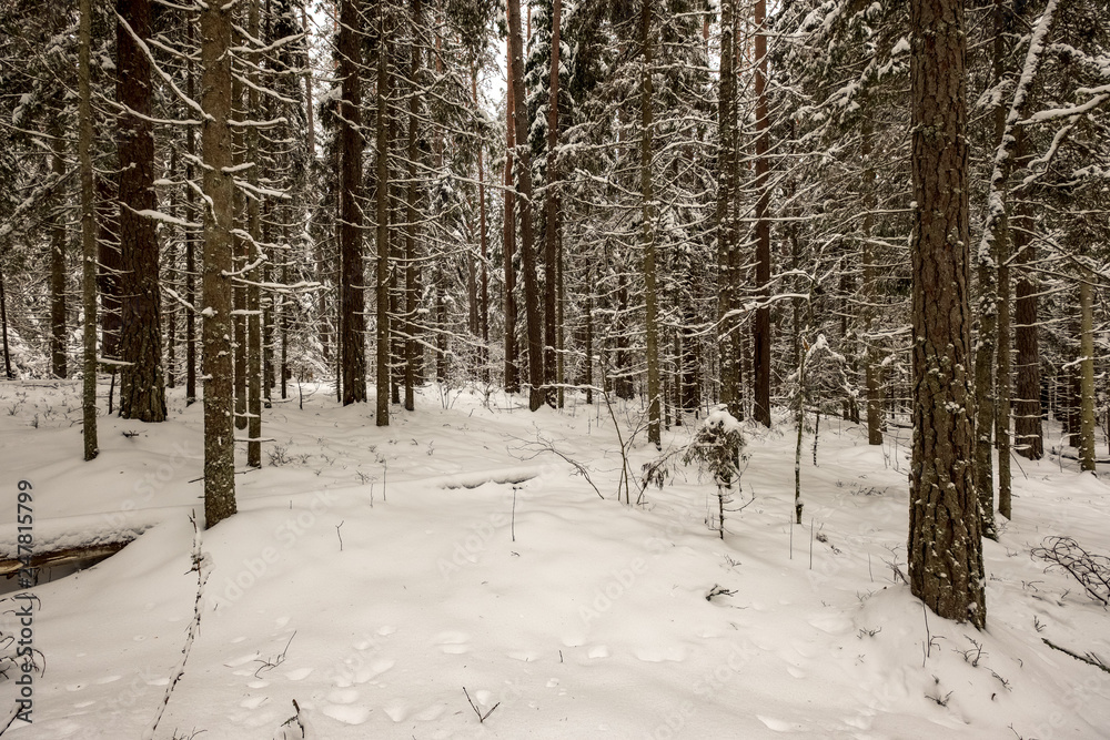 snow covered trees in winter forest.