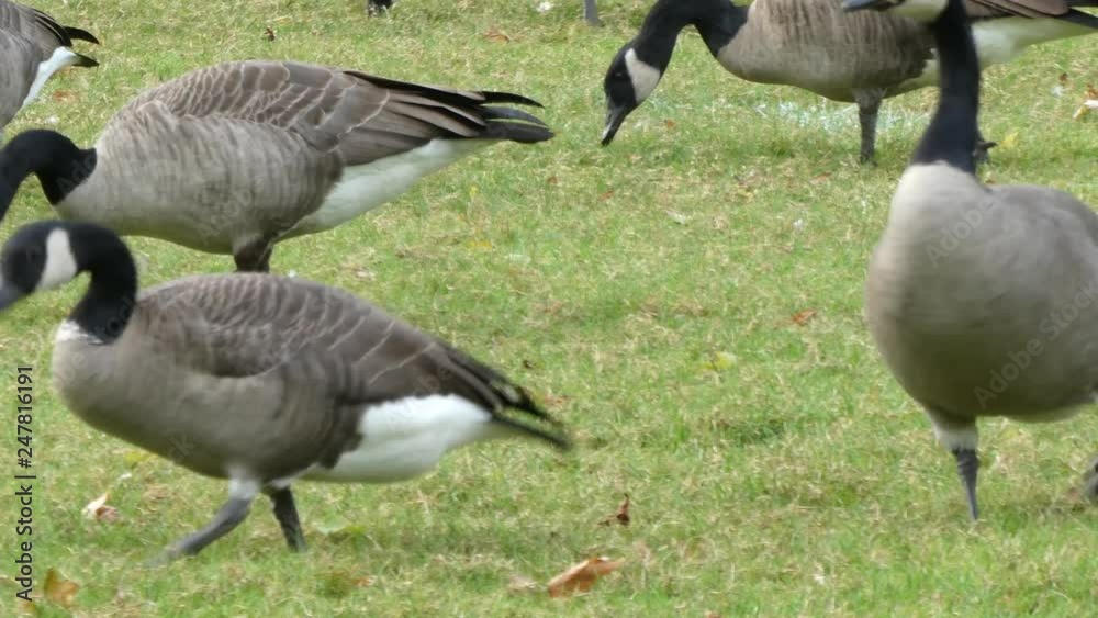 Closeup Of Geese Foraging For Food In Park On Slightly Sunny Day With Green Grass Closeup Of Geese Foraging For Food In Park On Slightly Sunny Day With Green Grass
