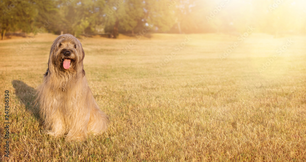 WEBSIDE BANNER HAPPY DOG. PORTRAIT FURRY CATALAN SHEPHERED  SITTING ON GRASS IN THE SUMMER HEAT WITH TONGUE OUT.