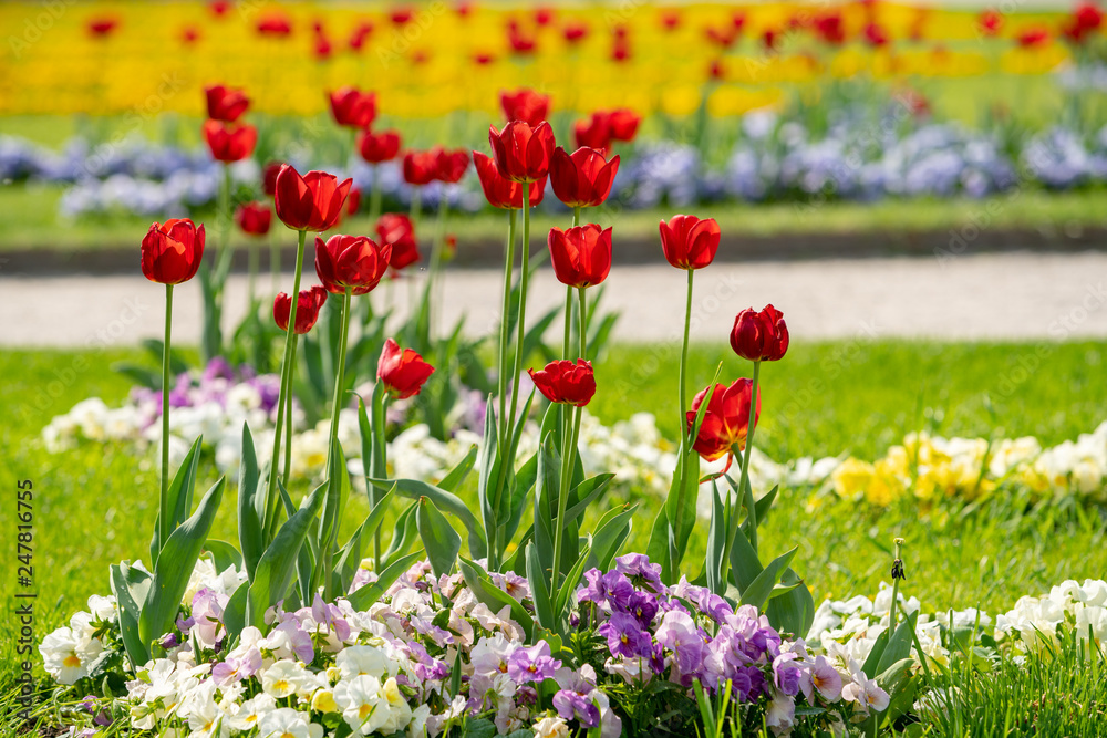 Tulipani Tulipani