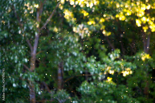 dust, allergy pollen © Pixelshop