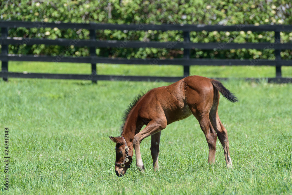 Fototapeta premium Thoroughbred Horses of the Kentucky Bluegrass