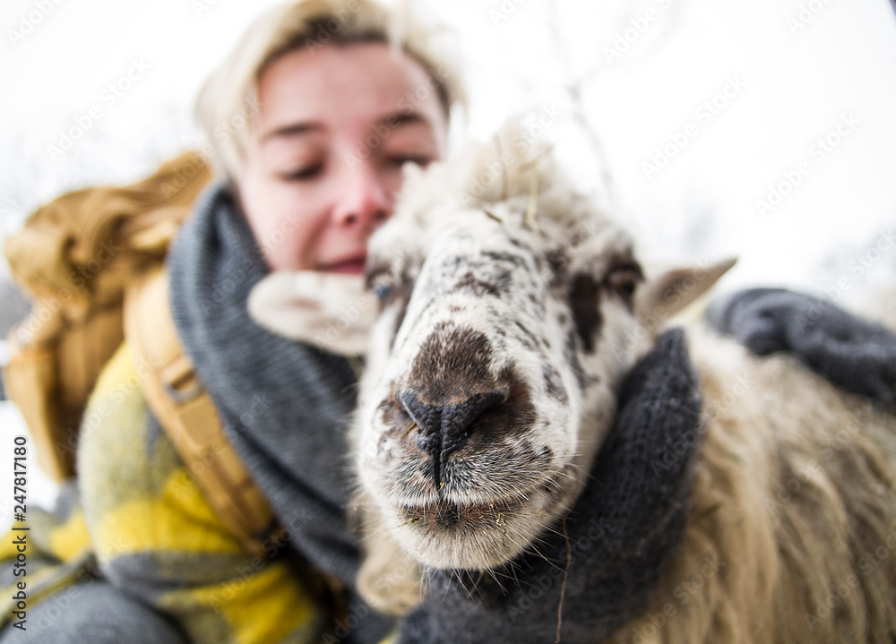 animal sheep nose in the background is a happy female animal sheep nose in the background is a happy female