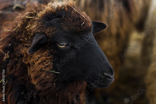 closeup red sheep with black muzzle
