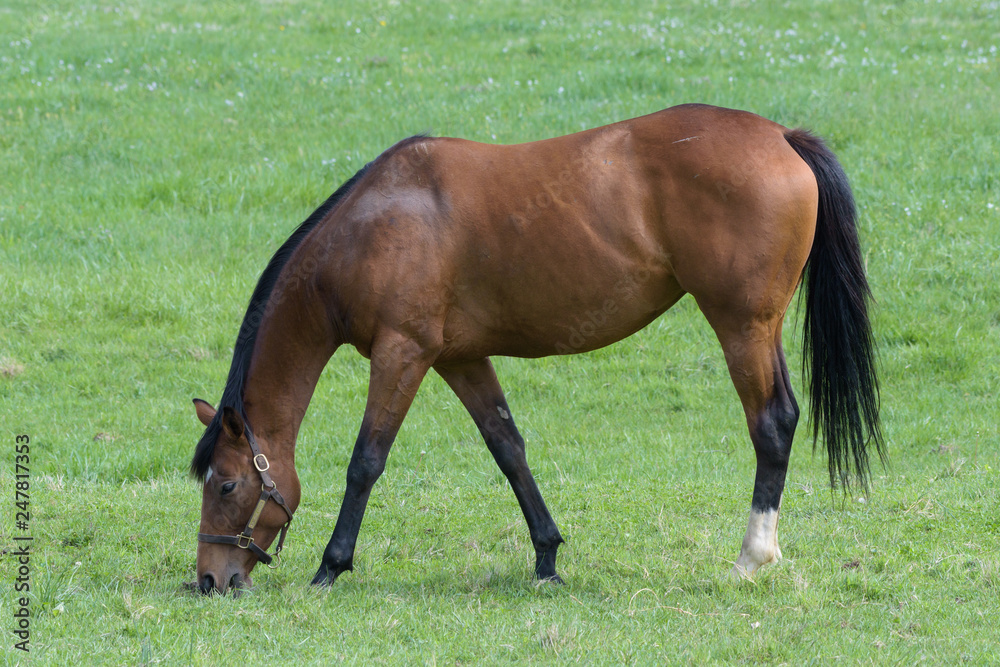 Thoroughbred Horses of the Kentucky Bluegrass Thoroughbred Horses of the Kentucky Bluegrass