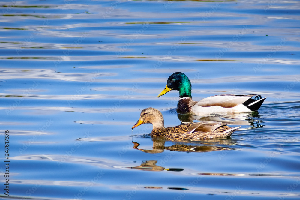 A pair of Mallard ducks swimming in a pond in south San Francisco bay area, California A pair of Mallard ducks swimming in a pond in south San Francisco bay area, California