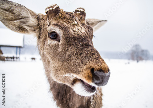 funny muzzle of an animal deer