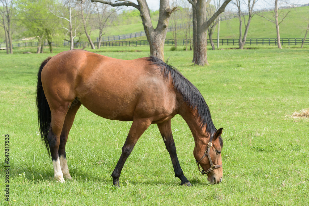 Thoroughbred Horses of the Kentucky Bluegrass Thoroughbred Horses of the Kentucky Bluegrass