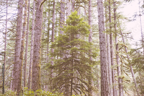 Lone tree