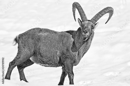 Stambecco delle Alpi (Capra ibex)