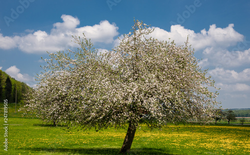 Apfelbaum 1