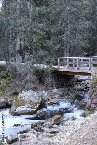 Bridge in a pine wood