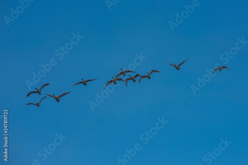 Flying white whooping swans, Altay, Siberia Russia photo