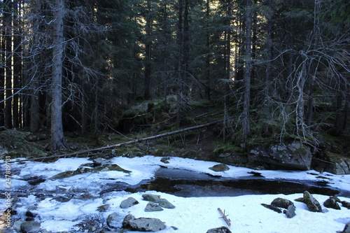 Iced river in a pine wood