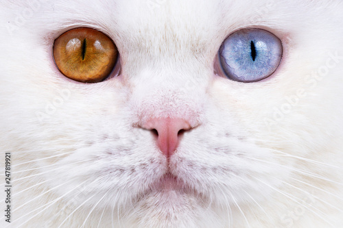 Gesicht einer BKH Katze - Odd eyed