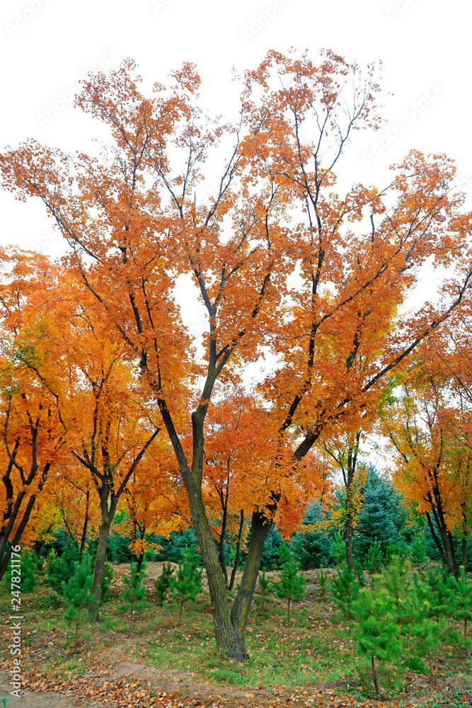 Colorful trees in the field