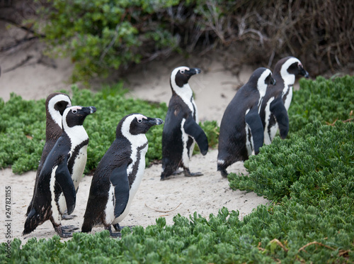 Fototapeta Naklejka Na Ścianę i Meble -  Colony African penguin (Spheniscus demersus) on Boulders Beach near Cape Town South Africa walking between green bushes