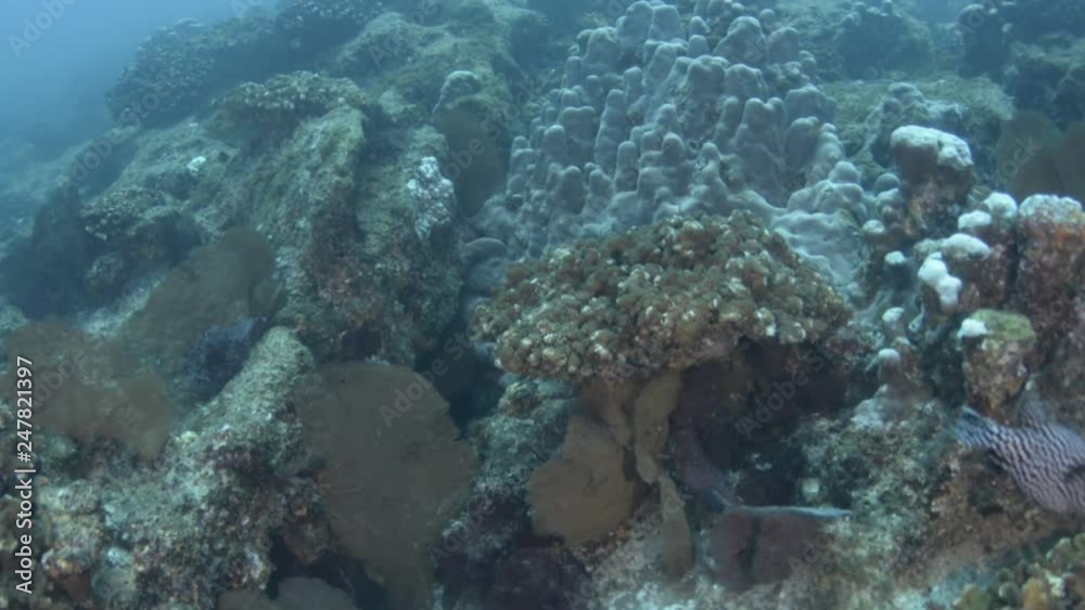 Coral reef scenics of the Sea of Cortez, Baja California Sur, Mexico. Coral reef scenics of the Sea of Cortez, Baja California Sur, Mexico.