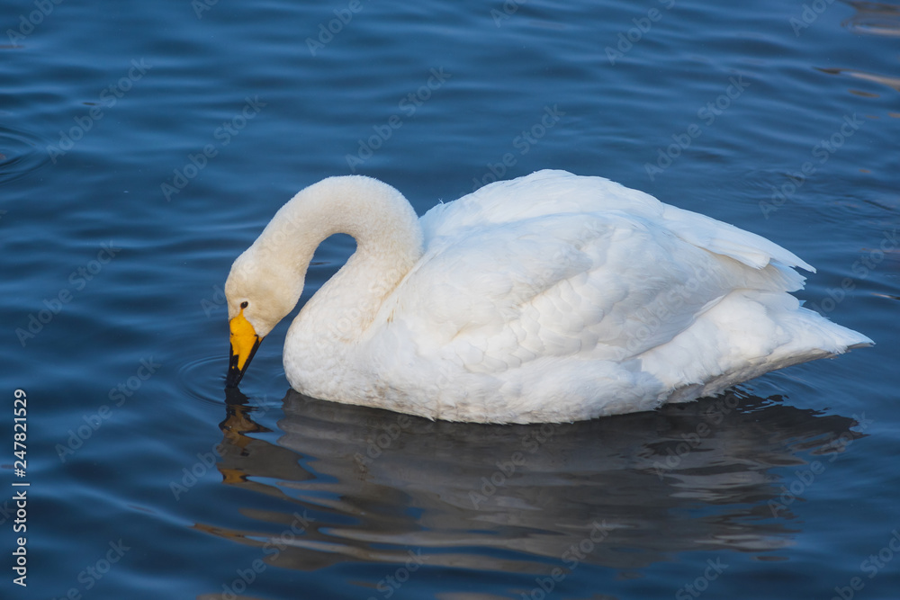 Naklejka premium Beautiful white whooping swans swimming in the nonfreezing winter lake. The place of wintering of swans, Altay, Siberia, Russia.