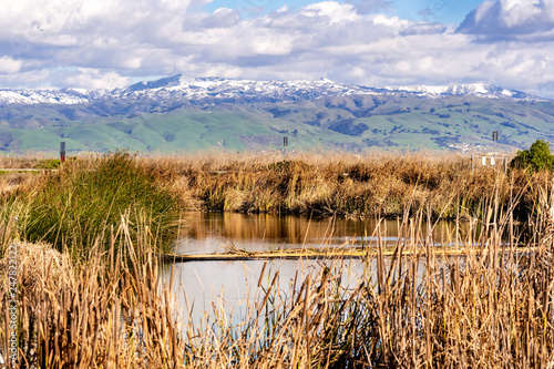 Cattail and tule reeds growing on the shorelines of a creek in south San Francisco bay; Green hills and snow covered mountains visible in the background; San Jose, California photo