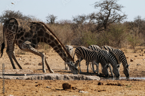 Giraffen und Zebras an einem Wasserloch