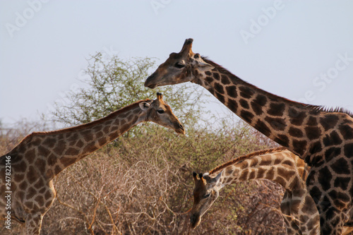 Giraffenh  lse durcheinander
