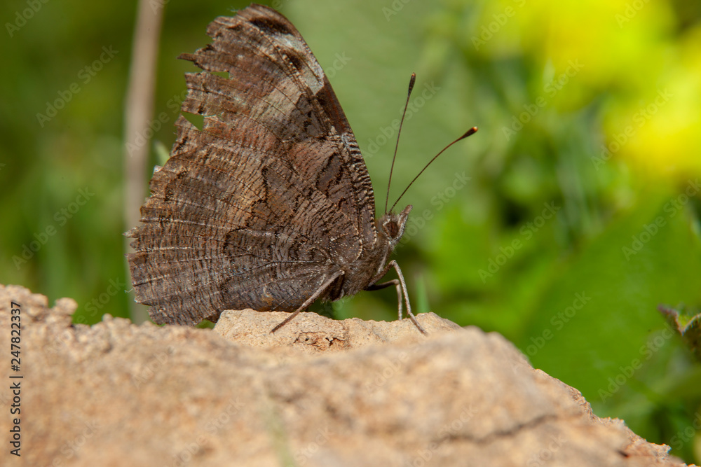 Fototapeta premium Butterfly Flower Green