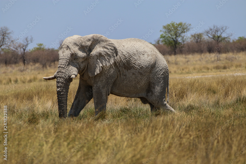 Elefantenbulle im Etosha-Nationalpark