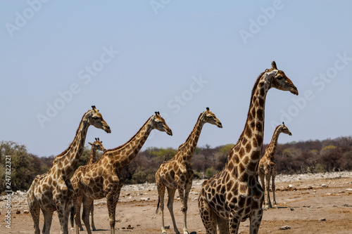Fototapeta Naklejka Na Ścianę i Meble -  Eine Herde Giraffen an einem Wasserloch in Namibia