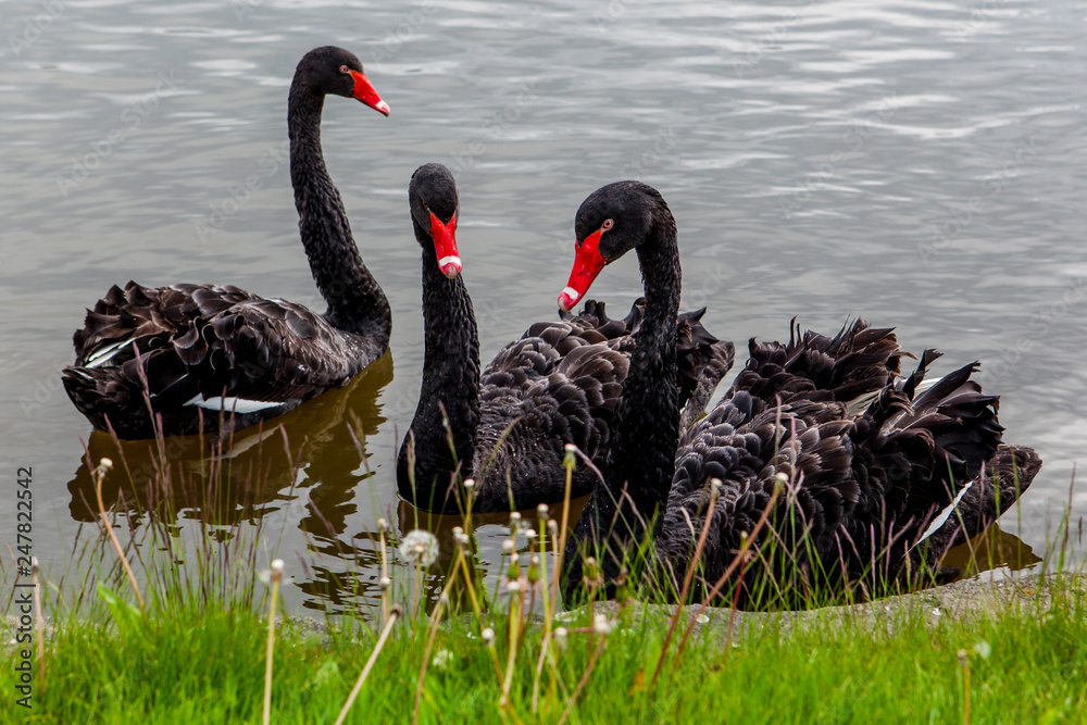 Obraz premium Three black swans swimming in a pond near Ostrava, the capital of the Moravian-Silesian Region in the Czech Republic