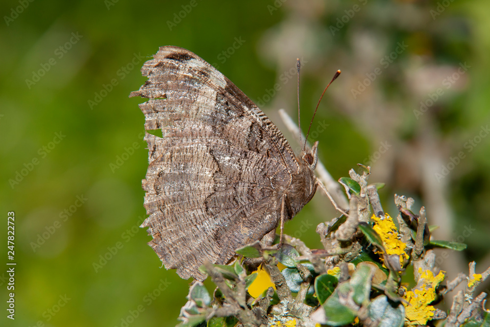 Fototapeta premium Butterfly Flower Green