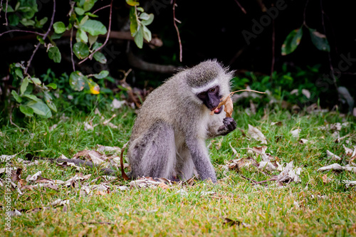 Vervet monkey eating an old leaf at a golf course in Buffalo City, Eastern Cape, South Africa