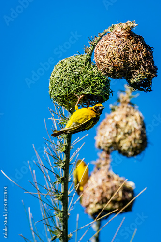 Maskerwever (Ploceus velatus) building a nest on a branch hanging upside down in Buffalo City, Eastern Cape, South Africa photo