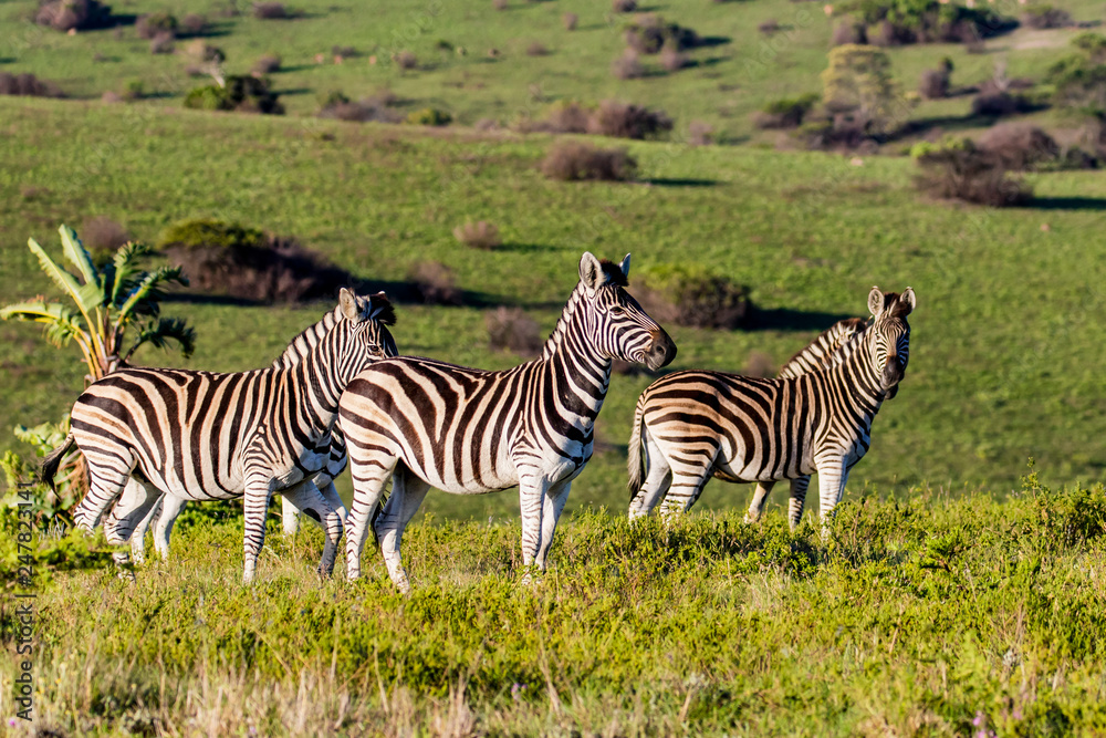 Group of zebras in the wild in Buffalo City, Eastern Cape, South Africa Group of zebras in the wild in Buffalo City, Eastern Cape, South Africa