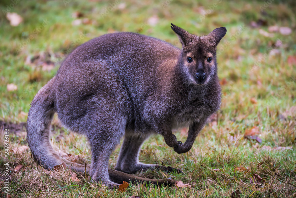 Obraz premium kangaroo