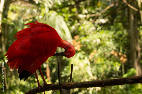 Fotografie Guara rojo