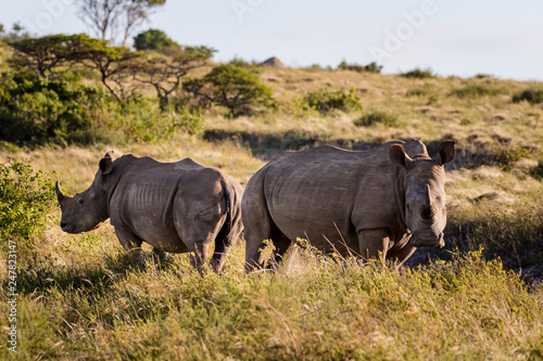 White rhinos in the wild in Buffalo City, Eastern Cape, South Africa