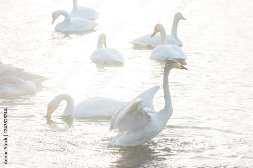 Fototapeta premium Beautiful white whooping swans swimming in the nonfreezing winter lake. The place of wintering of swans, Altay, Siberia, Russia.