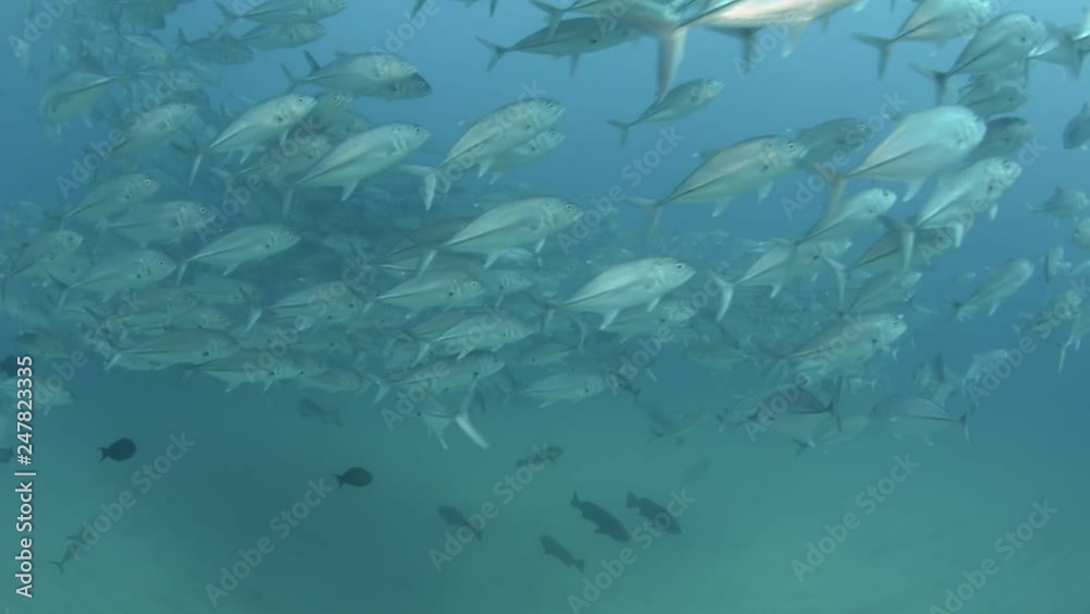 Big eye Trevally Jack, (Caranx sexfasciatus) Forming a school, bait ball or tornado with a diver. Cabo Pulmo National Park. Baja California Sur,Mexico. Big eye Trevally Jack, (Caranx sexfasciatus) Forming a school, bait ball or tornado with a diver. Cabo Pulmo National Park. Baja California Sur,Mexico.