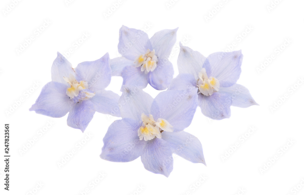 Fototapeta premium delphinium flowers isolated