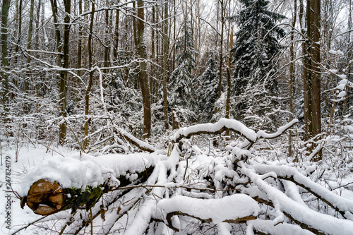 Śnieżna zima w lesie Zwierzynieckim, Białystok, Podlasie, Polska