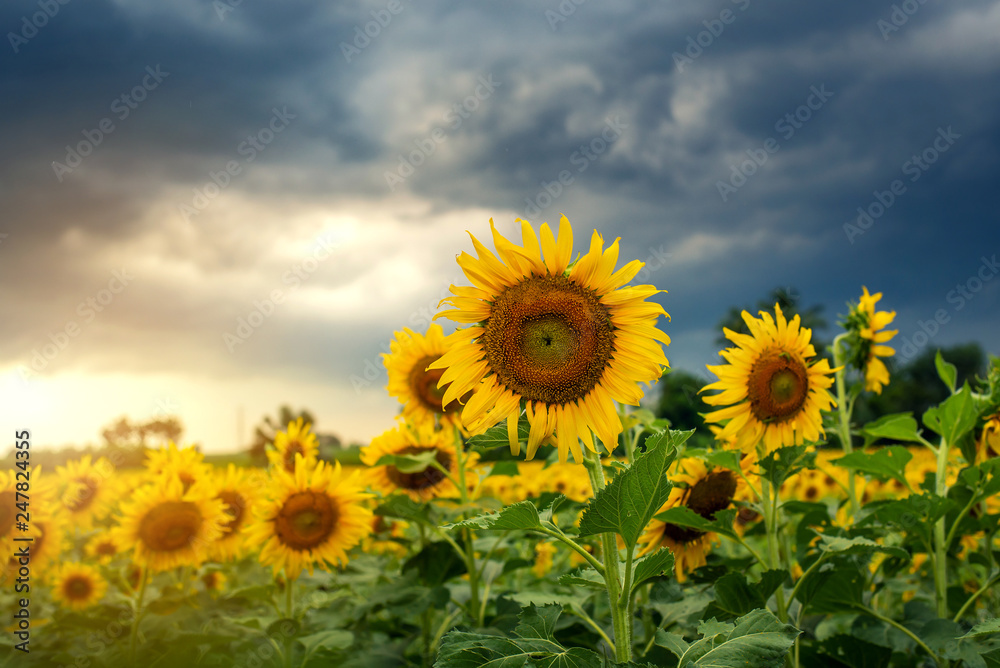 Sunflowers and sunset background